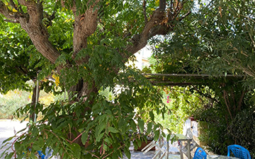 Anna Koralli Studios Laganas Zakynthos 